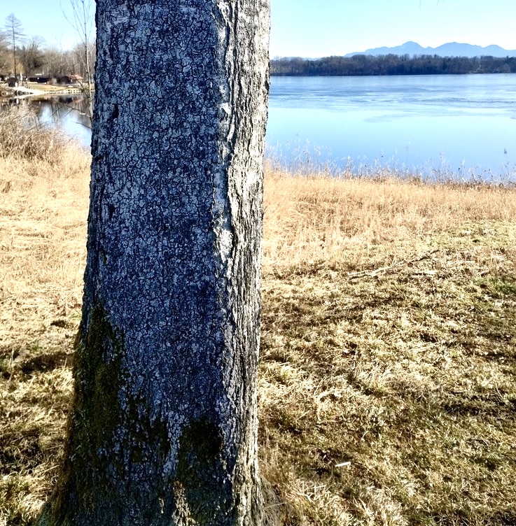 Bergahorn