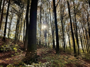 290 pixel image width