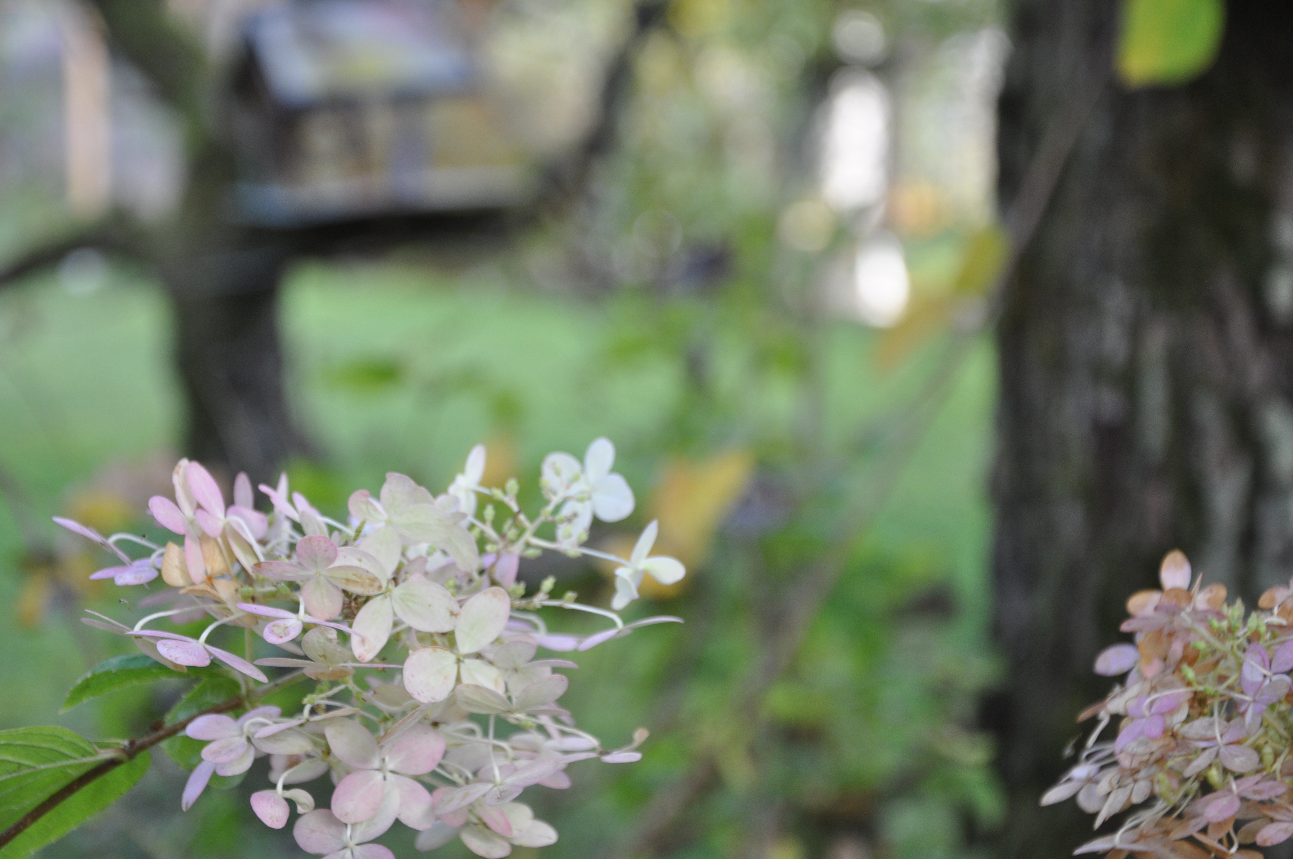 600 pixels wide image