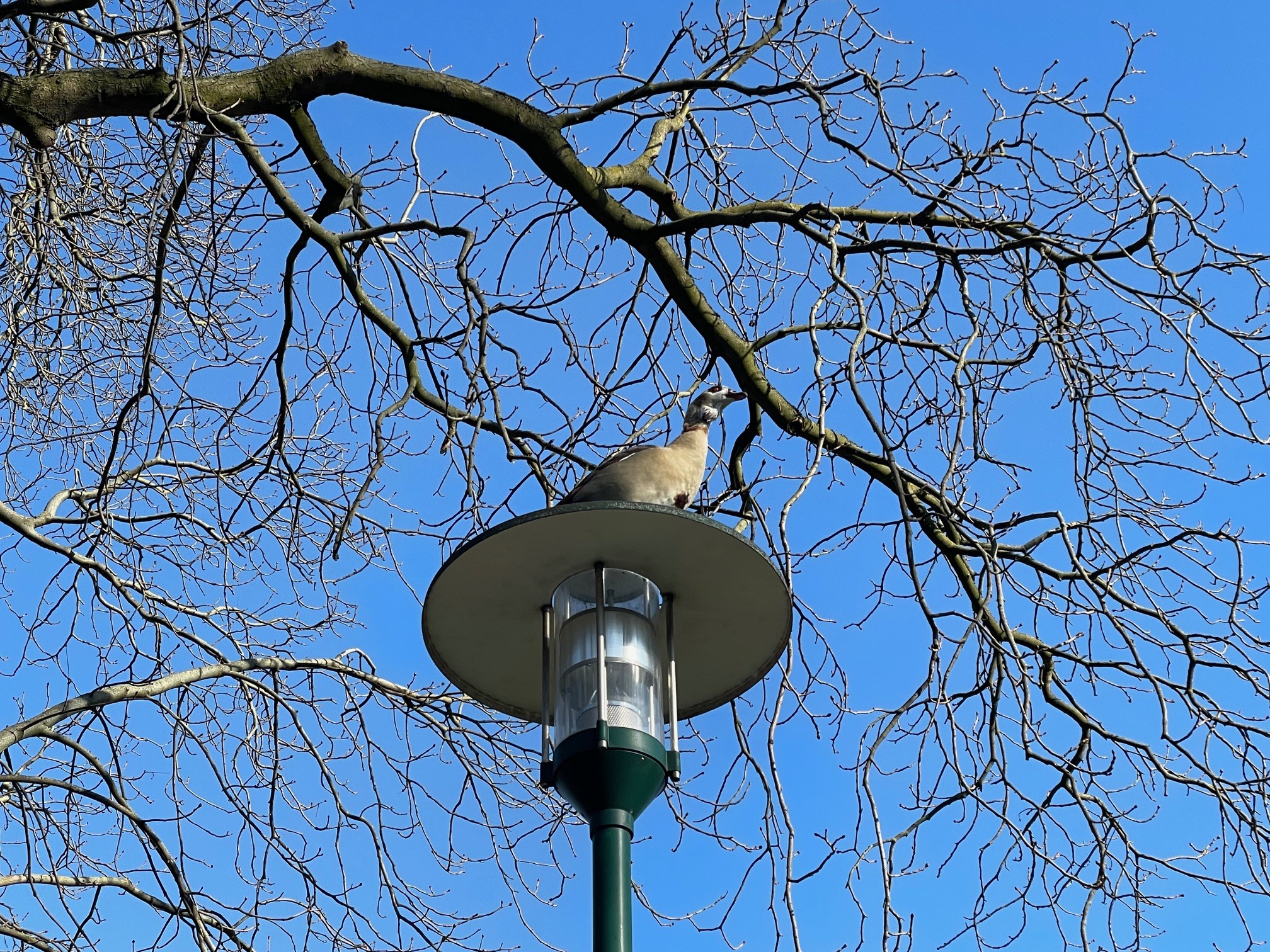 600 pixels wide image