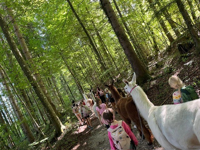 Kinder gehen mit Lamas durch den Wald