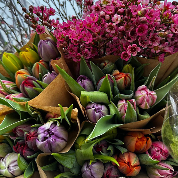 Floristik im Lebensraum Garten