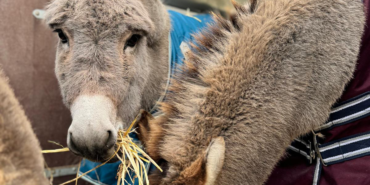 Einkaufen unterm Sternenhimmel 2025