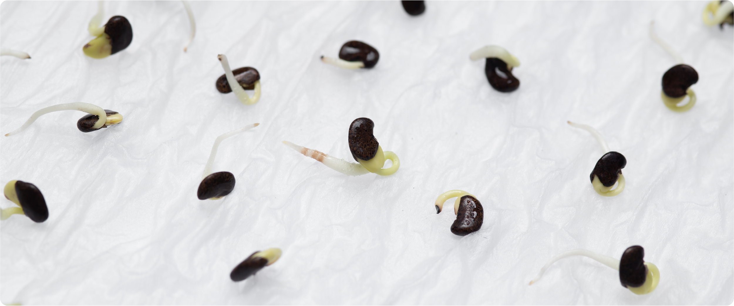 Keimende Samen auf feuchtem Küchenpapier zur Keimprobe.