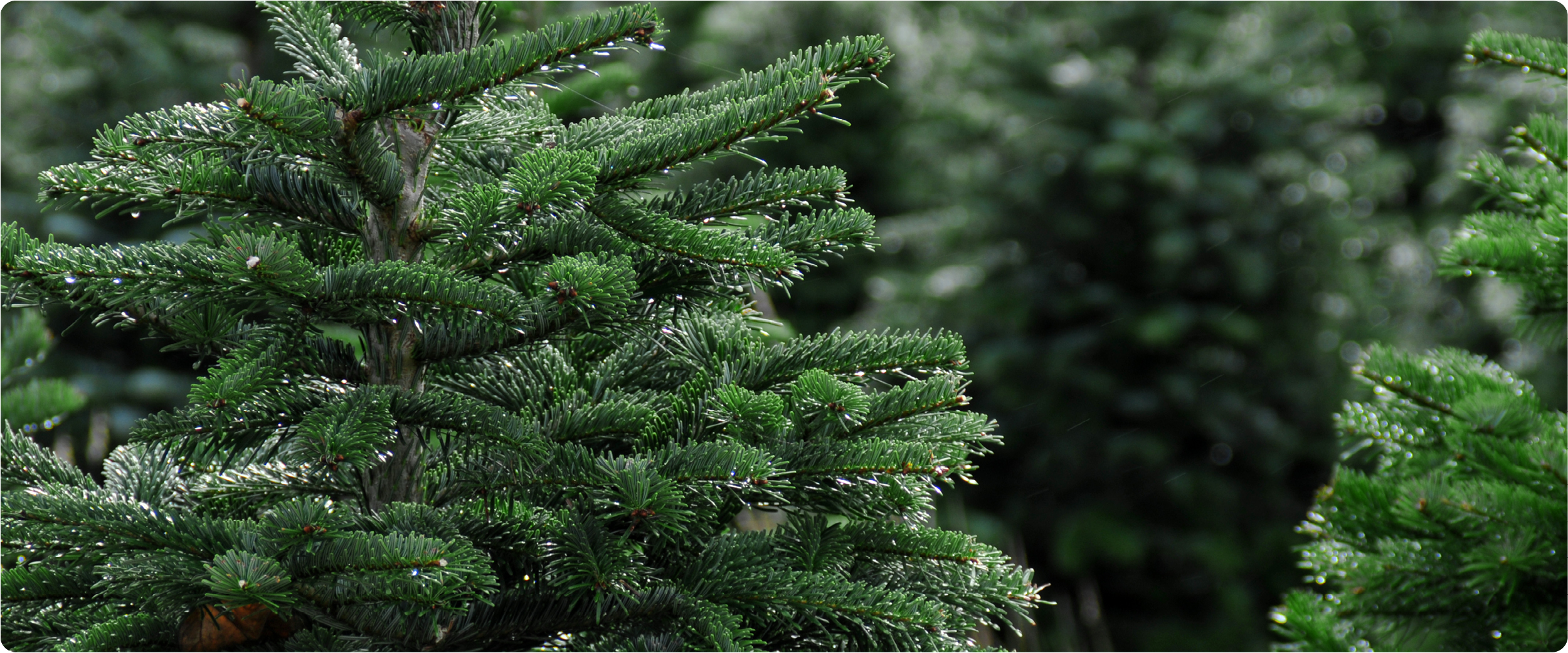 Frisch geschlagene Nordmanntanne in Nahaufnahme: dichte, tiefgrüne Nadeln mit feinen Tautropfen, die im Licht glänzen. Unscharfer Tannenbestand im Hintergrund.
