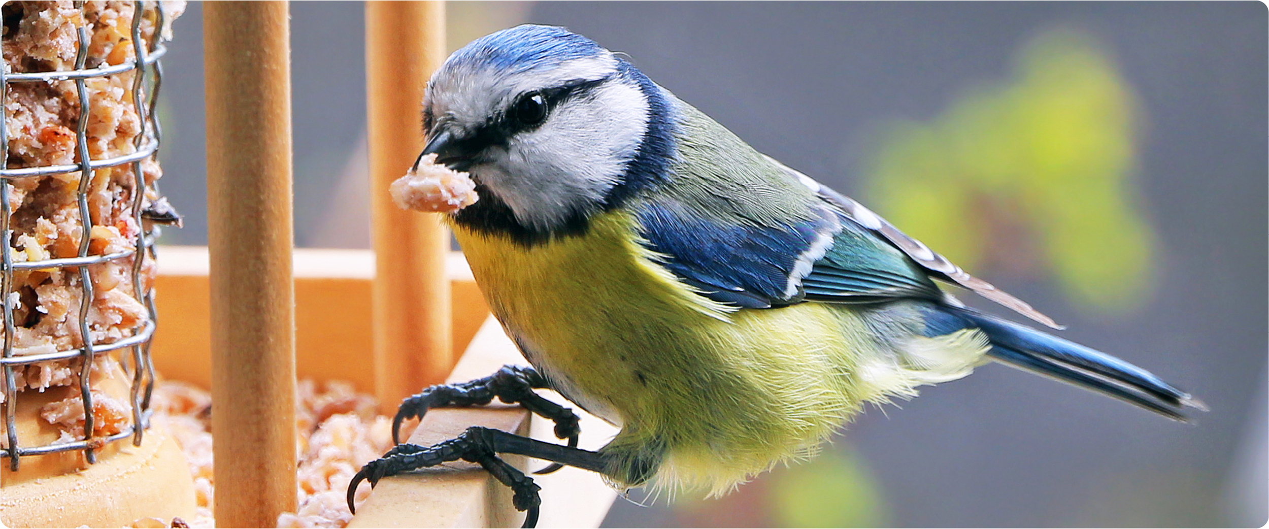 Eine Blaumeise sitzt an einem Futterhäuschen und pickt ein Stück Futter aus einem Drahtspender. Der kleine Vogel zeigt sein leuchtend blau-gelbes Gefieder, während im Hintergrund ein weiches, unscharfes Bokeh zu sehen ist.