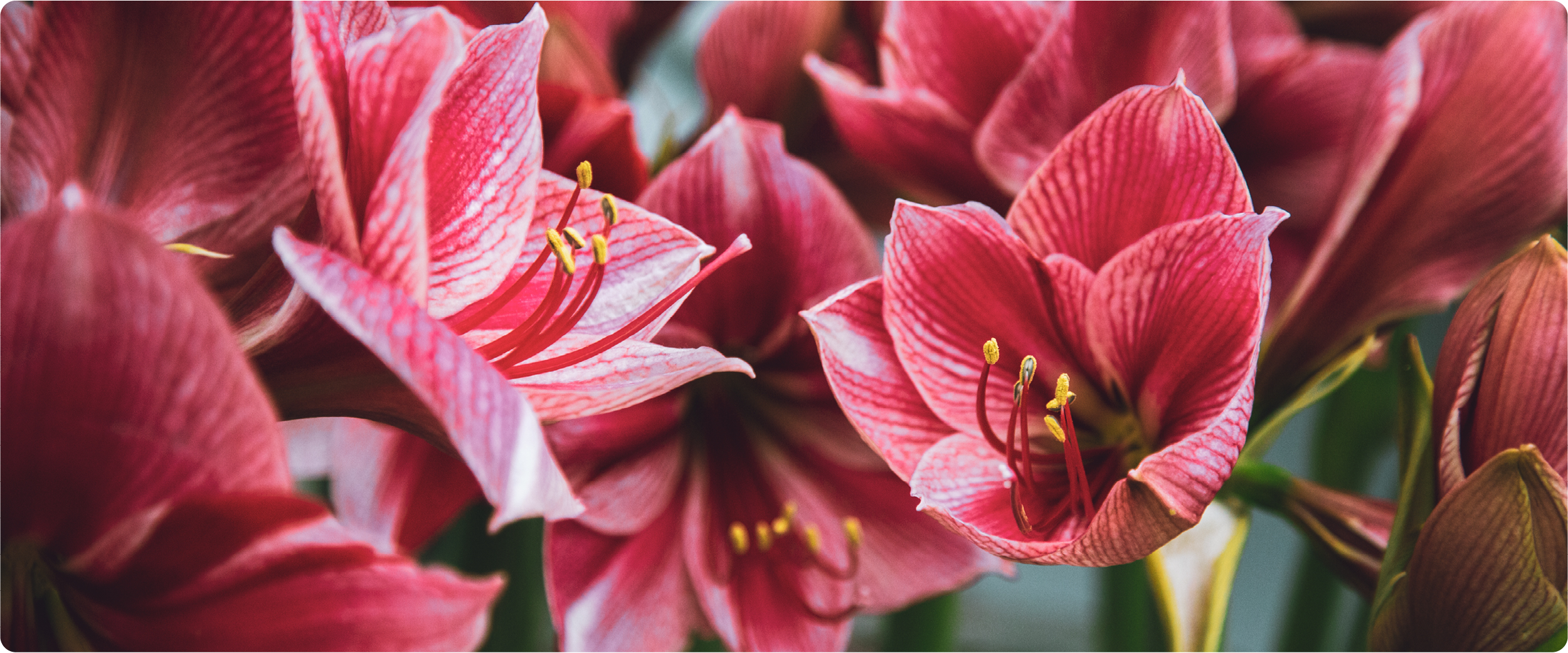 Nahaufnahme von rosafarbenen Amaryllisblüten mit gelben Staubgefäßen.
