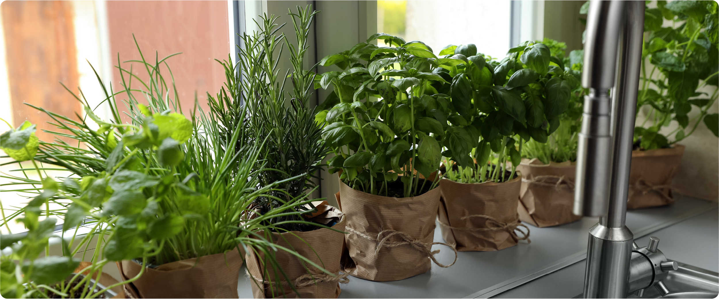 Verschiedene Küchenkräuter wie Basilikum, Schnittlauch, Rosmarin und Minze stehen in kleinen, braunen Papiermanschetten auf einer hellen Fensterbank in einer Küche. Die Kräuter sind frisch und grün, das Licht fällt seitlich durch das Fenster.