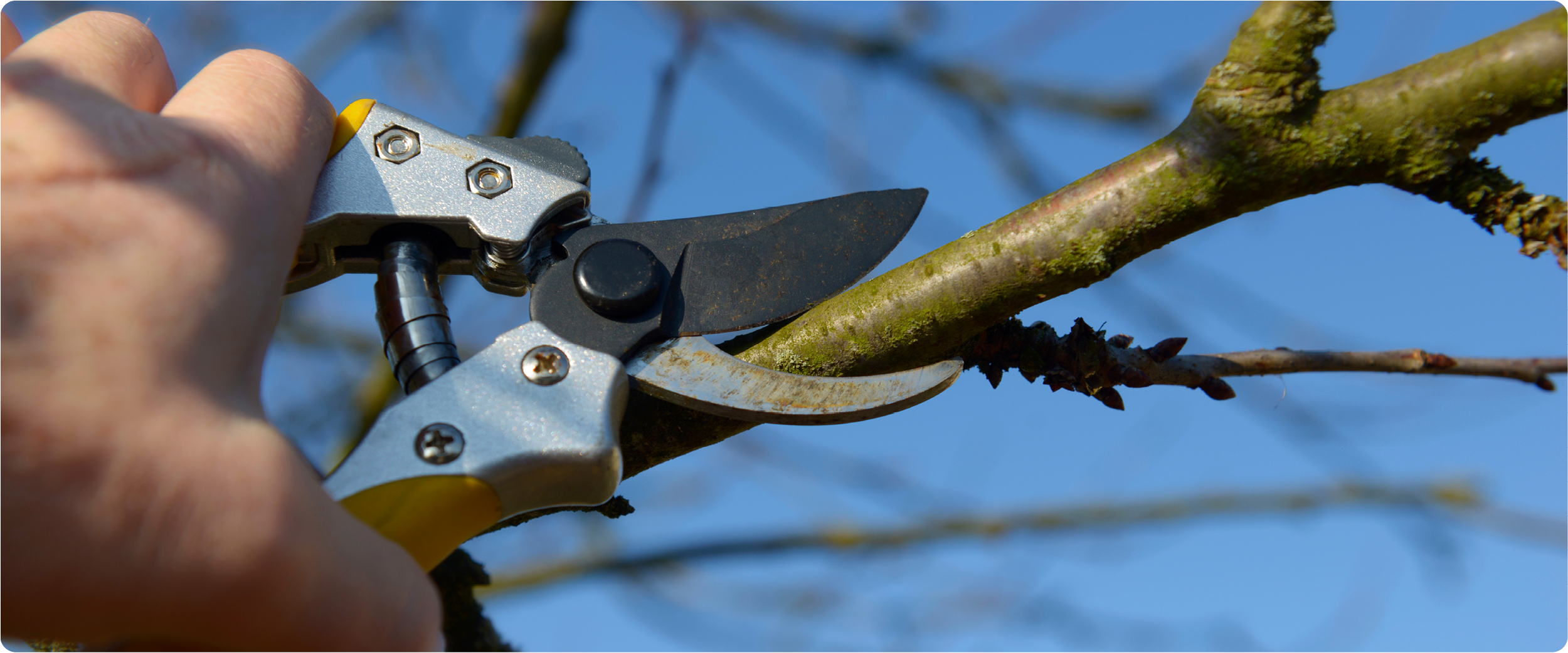 Obstbaumschnitt im Winter: Hand schneidet mit der Gartenschere einen Ast.
