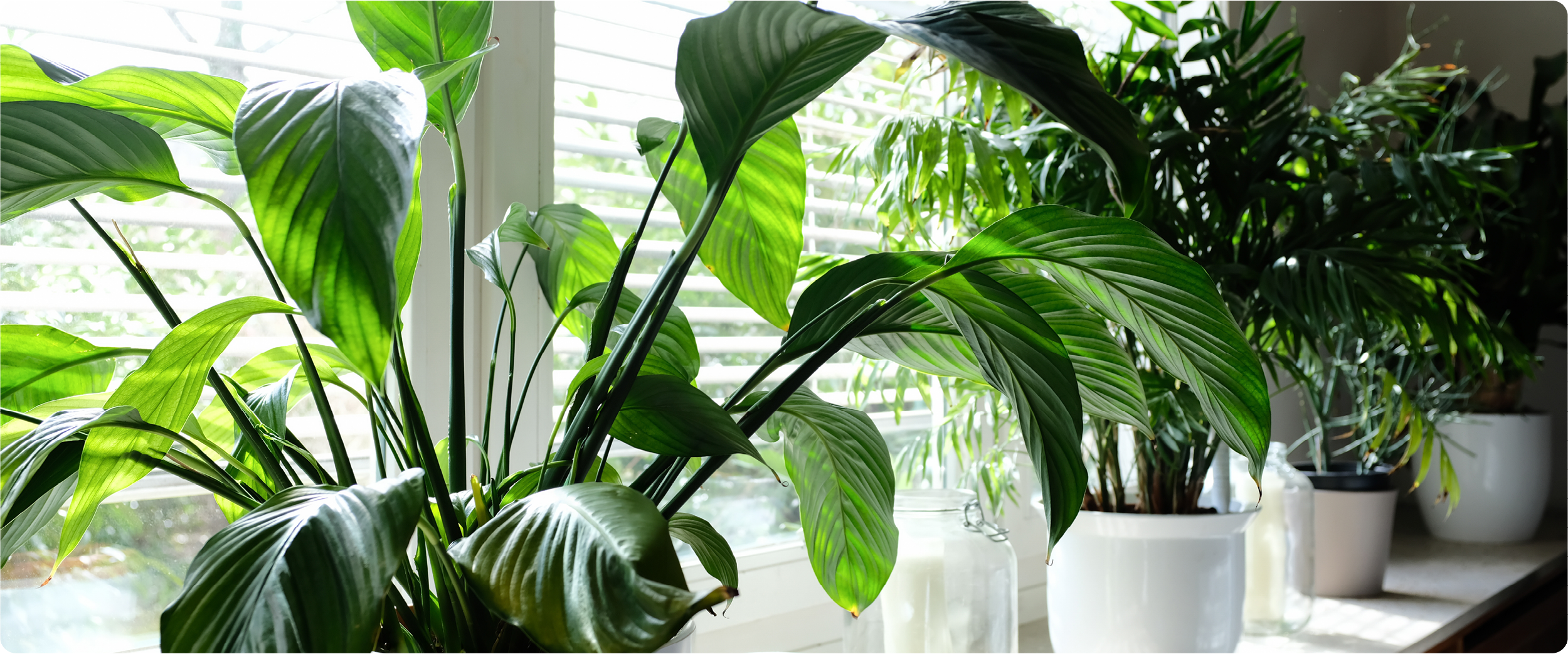 Großblättrige Zimmerpflanzen stehen hell am Fenster und bringen frisches Grün in den Wohnraum.