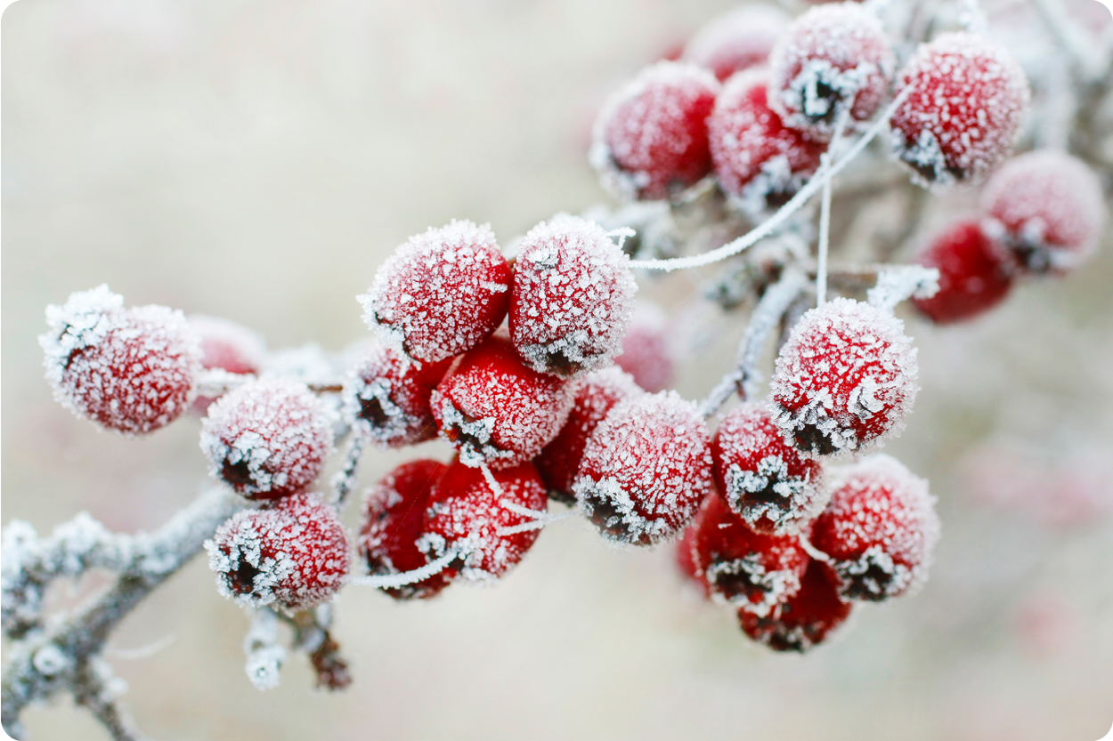 Mit Raureif überzogene rote Beeren hängen an einem winterlichen Zweig und zeigen den Garten im Januar.