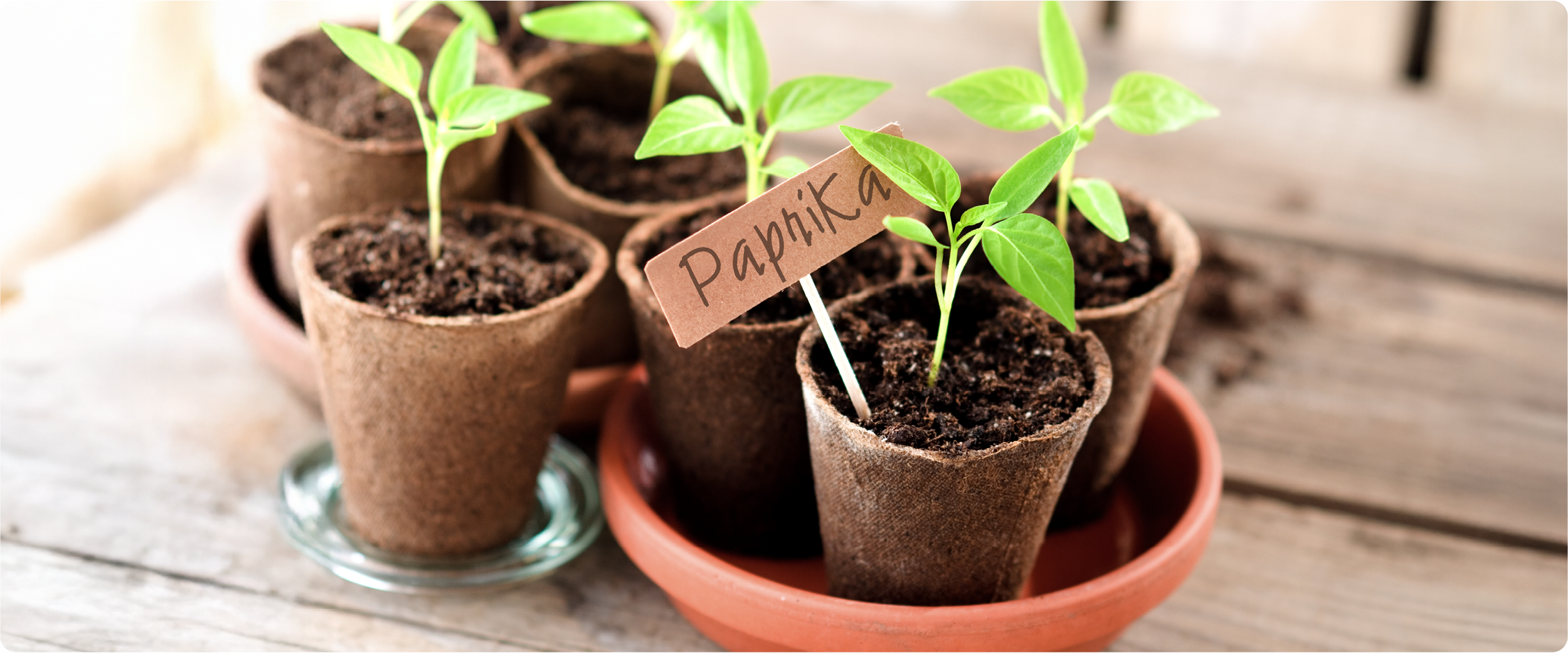 Junge Paprikapflanzen wachsen in kleinen Anzuchttöpfen auf der Fensterbank.
