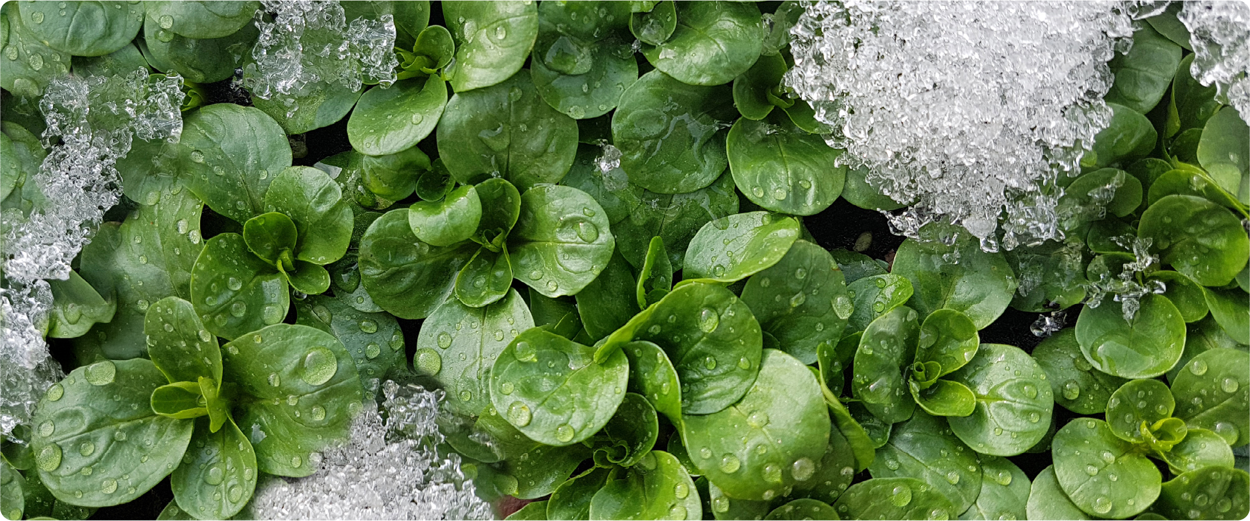 Junger Feldsalat wächst im Beet, teilweise von Eis und Wassertropfen bedeckt.