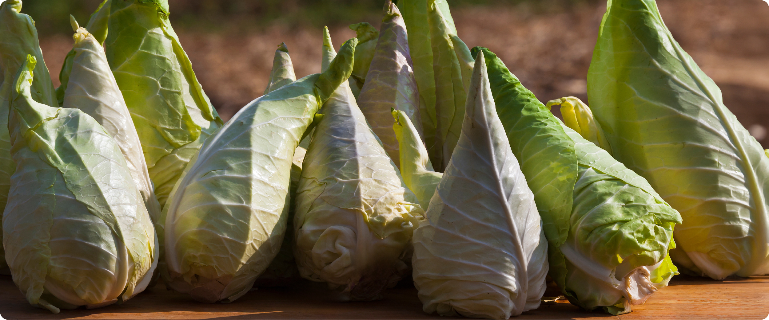 Frisch geernteter Spitzkohl liegt nebeneinander auf einem Holztisch.