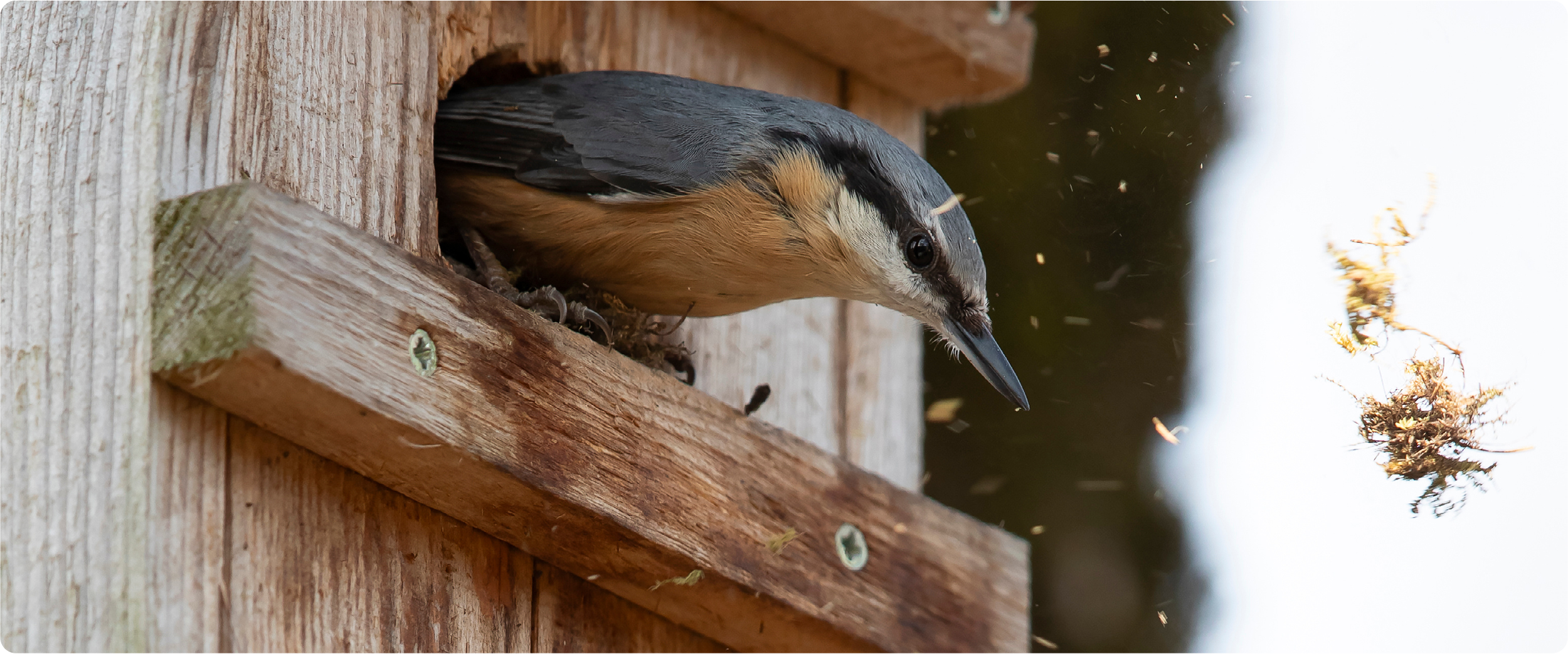 Kleiber blickt aus einem Nistkasten und wirft Nistmaterial nach draußen.