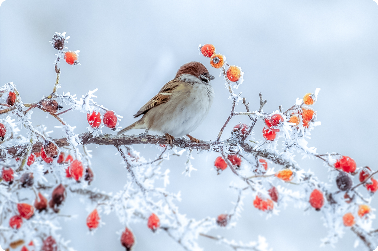 Ein kleiner braun-weißer Singvogel sitzt im Winter auf einem vereisten Zweig mit gefrorenen roten Beeren. Der Hintergrund ist hell und verschwommen, sodass der Vogel deutlich im Fokus steht.