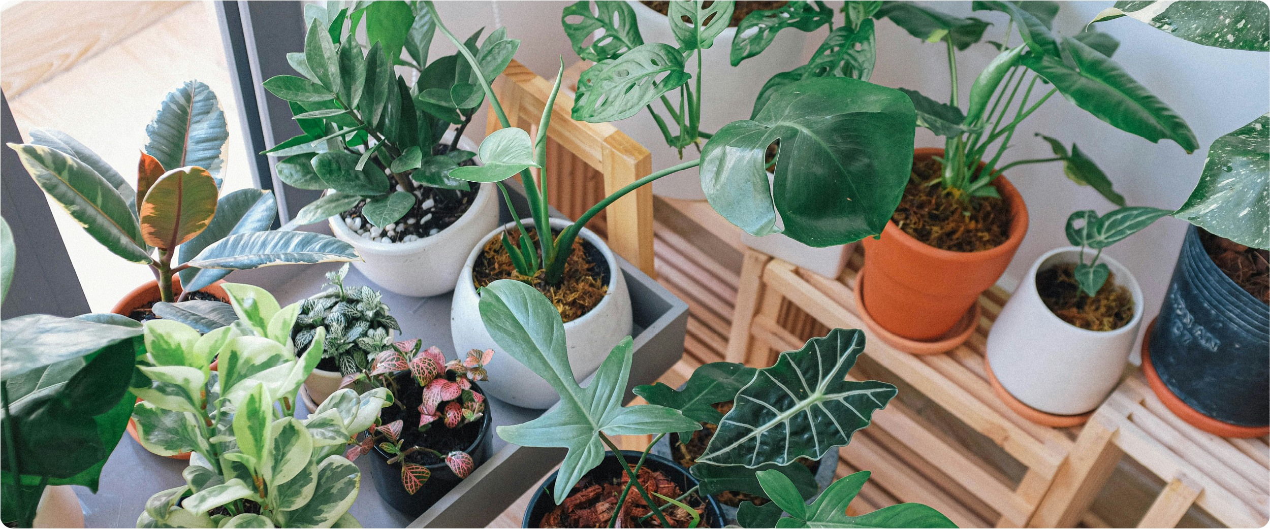Verschiedene Zimmerpflanzen in Töpfen auf einem Regal am Fenster.