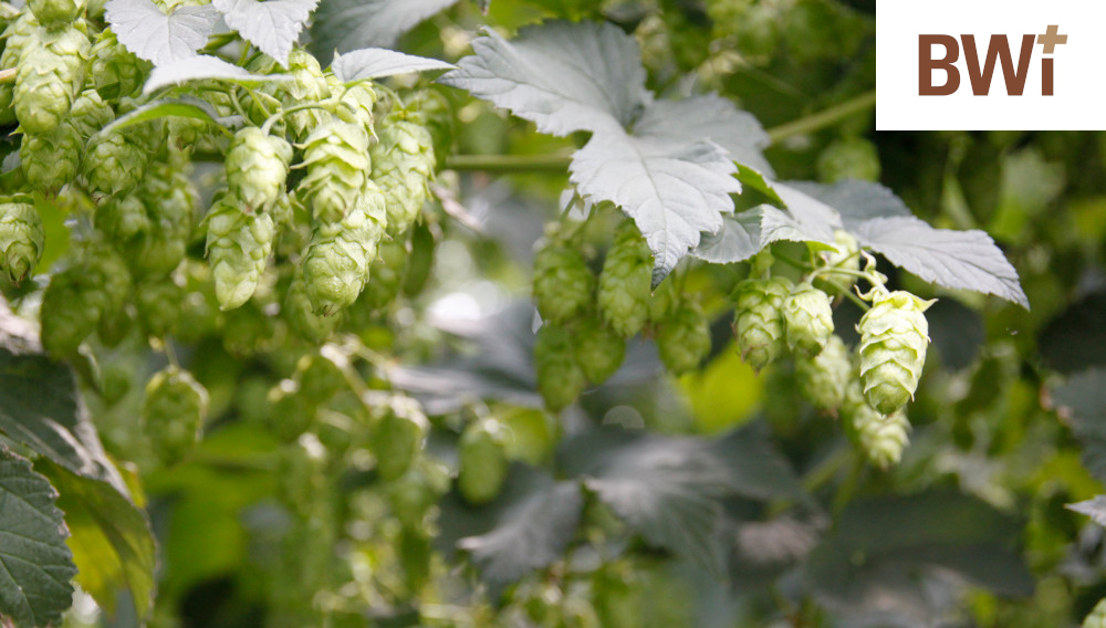 Sunlit hop cones in a hop garden