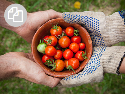 Vier Hände halten Schale mit roten Tomaten