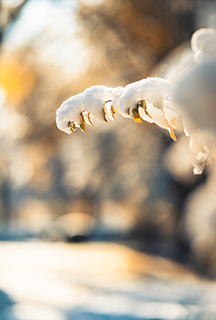 On a cold, sunny morning, the first snow lies on a branch with yellow-colored leaves