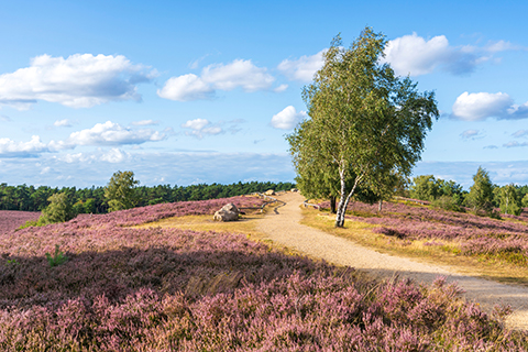 Lüneburger Heide