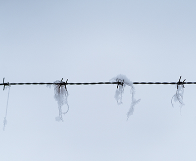 Frozen ice crystals hanging from a barbed wire fence, wintry atmosphere, reduced colors
