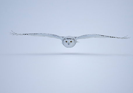 snowy owl flying low, wings spread, 