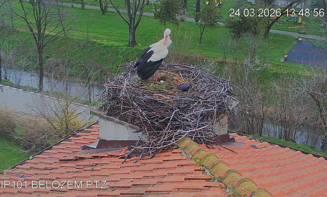 Stork nest © Green Balkans