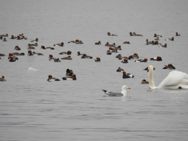 Wasservögel © Cornelia Mähr