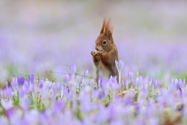 Squirrel © Andreas Volz
