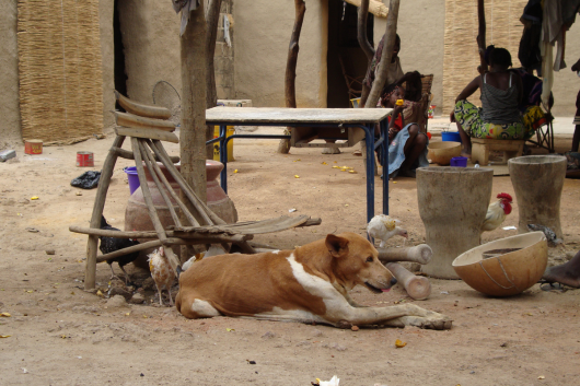 Dog in village in rural Africa (Photo: Swiss TPH)