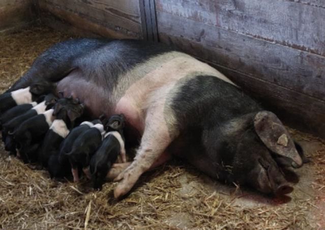 Angler Sattelschwein_Persa-Projekt