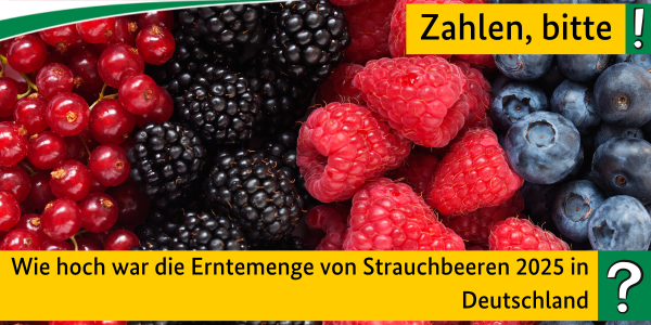 Zahlen, bitte! Wie hoch war die Erntemenge von Strauchbeeren 2025 in Deutschland?