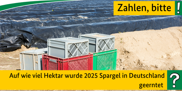 Zahlen, bitte! Auf wie viel Hektar wurde 2025 Spargel in Deutschland geerntet?