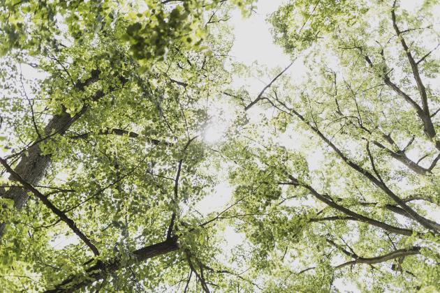 Junge Baumkronen im Sonnenhimmel © BMLEH/Photothek