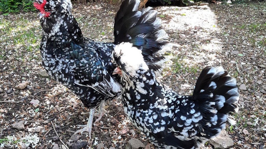 Zwerg-Houdan/Armin Six