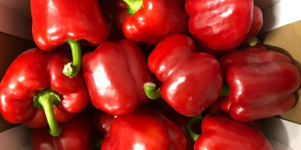 Rote California Paprika aus dem spanischen Almeria 