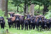 Hutewald, Naturpark Solling