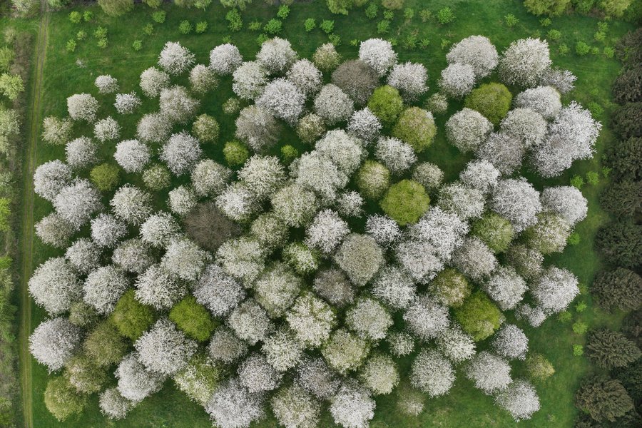 Samenplantage/Marius Zimmermann