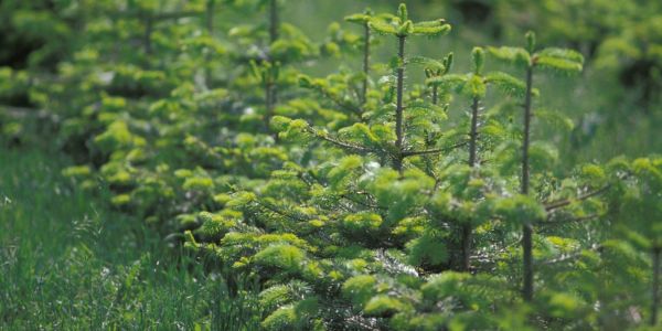 Weihnachtsbaumkultur