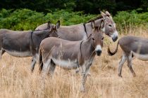 BM Rainer und Mitglieder des Wissenschaftlichen Beirats @ BMLEH
