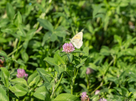Schmetterling auf Rotklee.