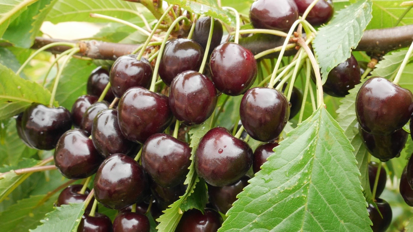 Kirschen, Carina Pfeffer