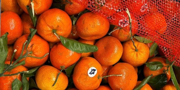 Spanische Mandarinen der Sorte Nadorcott mit Blatt