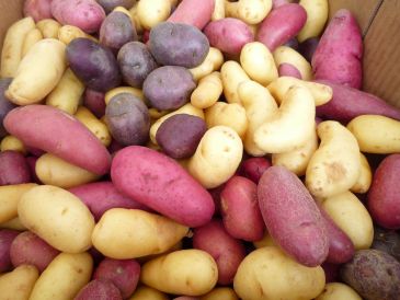 Bunte Kartoffeln, Foto: BLE