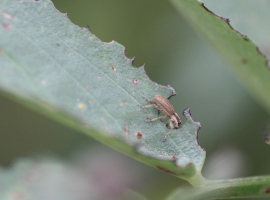 Ein Blattrandkäfer auf einem Blatt