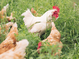 Ein weißer Hahn und braune Hühner im Gras