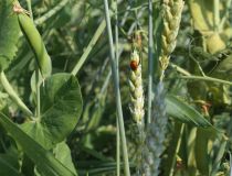 Bundesanstalt für Landwirtschaft und Ernährung