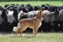 Heidschnucken, Träger/GEH