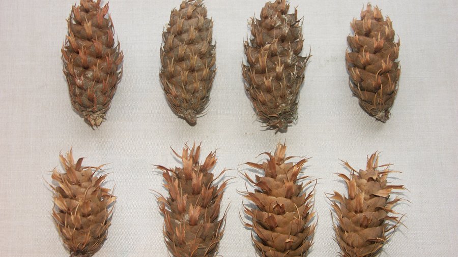 Bundesanstalt für Landwirtschaft und Ernährung